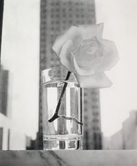 Vogue Cover - Rose by Irving Penn contemporary artwork sculpture, photography