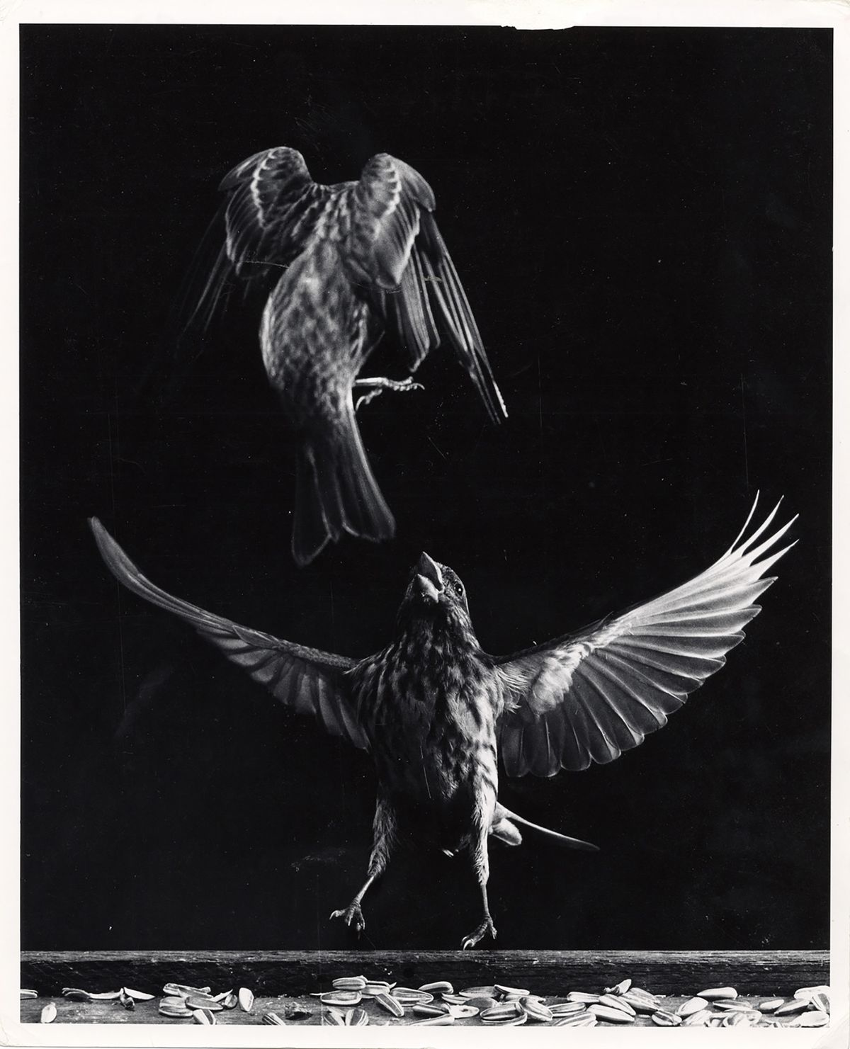 Harold Edgerton Art Fairs Ocula Contemporary Art