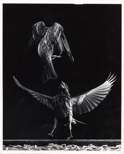 Fighting finches, 1936 by Harold Edgerton contemporary artwork