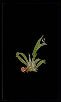 Infinite Herbarium Morphosis #4 by Caroline Rothwell contemporary artwork moving image