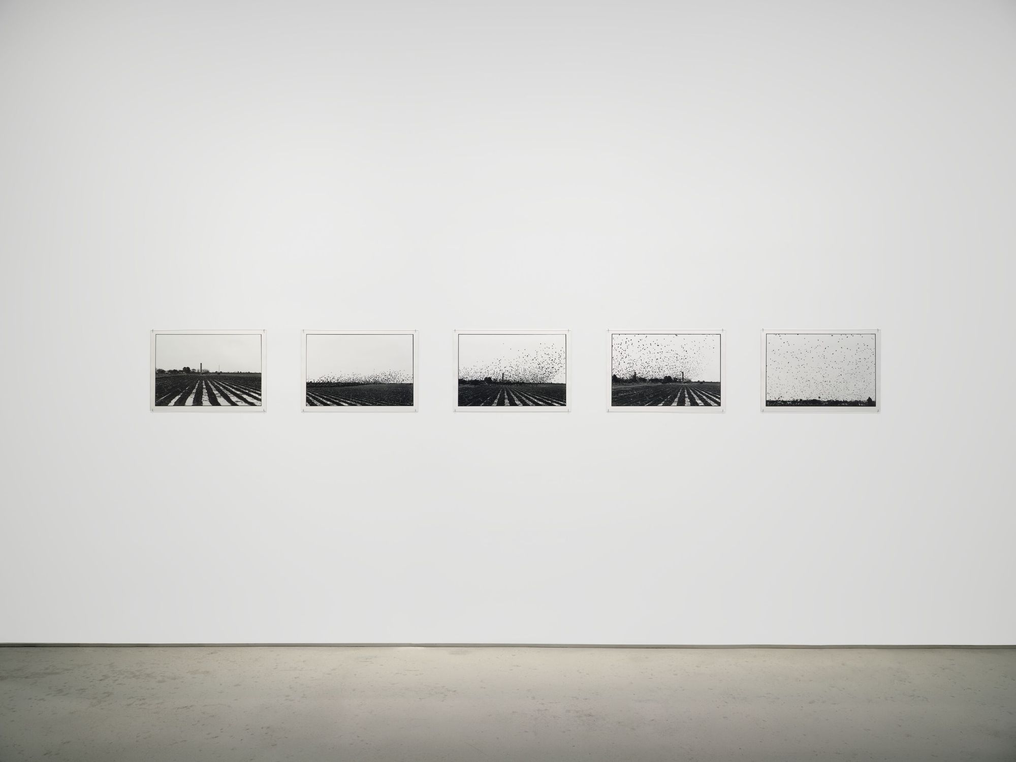 Zoe Leonard, 'Excerpts from ‘Al río / To the River’' at Hauser & Wirth ...