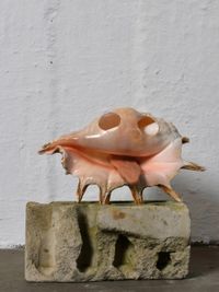 Molusce 4 by Raphael Danke contemporary artwork sculpture