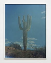 Untitled (Cactus) by Daniel Gustav Cramer contemporary artwork print