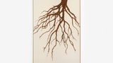 Contemporary art exhibition, Claudia Comte, Lost In The Forest at OMR, Mexico City
