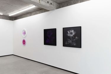 Exhibition view: Caitlin Devoy and Hye Rim Lee, The Rose, and her Thorns, Jhana Millers, Wellington (16 March–8 April 2023). Courtesy Jhana Millers.