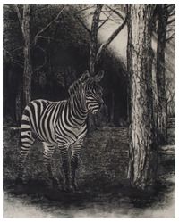 Zebra 1 by Stefan à Wengen contemporary artwork works on paper, drawing