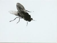 House Fly (From the series: Even A Fly Has A Soul) by Michelle Charles contemporary artwork works on paper