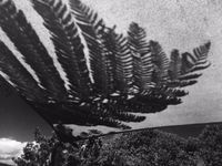 Fern by Peter Peryer contemporary artwork photography