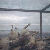 Carcasses de chèvres by Denis Dailleux contemporary artwork photography