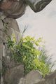The Garden (Rubus idaeus, Poa pratensis, Cyperus difformis, Rubus ursinus, Stellaria media, Cerastium fontanum, Capsella bursa-pastoris, Lactuca serriola, Chrysothricaceae / Oranienbaum-Wörlitz, Germany / May 18, 2023) by David Hartt contemporary artwork 1