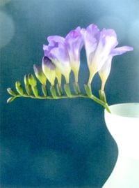 Freesia by Peter Peryer contemporary artwork photography