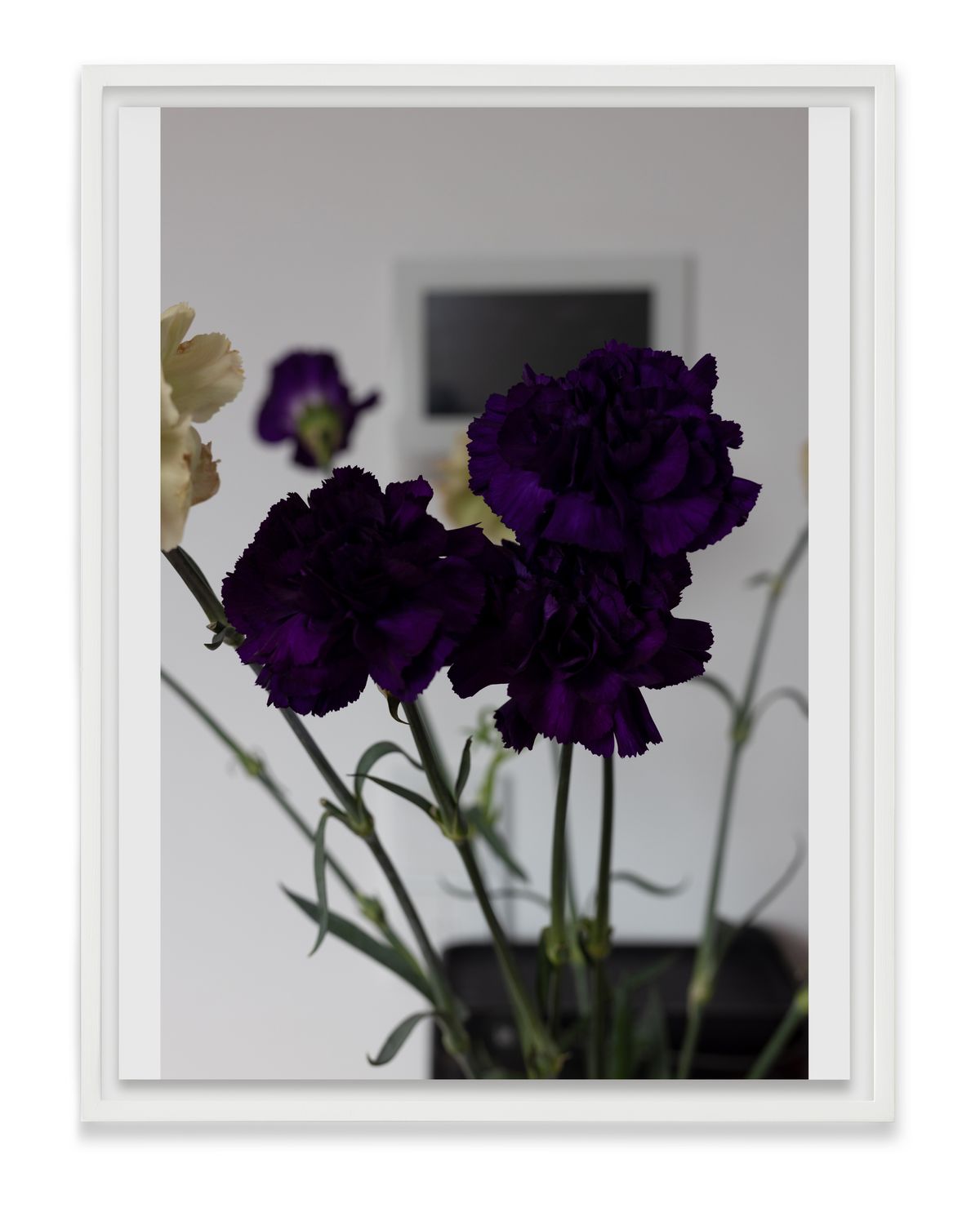 Carnations II, 2023 by Wolfgang Tillmans Ocula