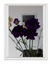 Carnations II by Wolfgang Tillmans contemporary artwork photography
