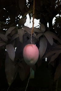 Forbidden Fruit by Léonard Pongo contemporary artwork photography