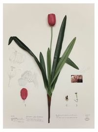 Herbal plants artificiales, elephant lotus by Alberto Baraya contemporary artwork painting