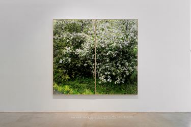 Honggoo Kang, Study of Green-Seoul-Vacant Lot-Eunpyeong-gu (2019). Pigment print and acrylic on canvas. 190 x 200 cm. Courtesy ONE AND J. Gallery.
