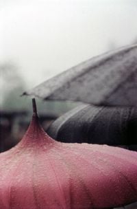 Pink Umbrella by Saul Leiter contemporary artwork photography