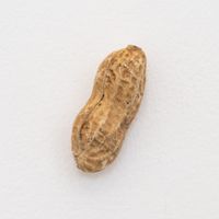 goober study 3 peanut by Martin Poppelwell contemporary artwork sculpture