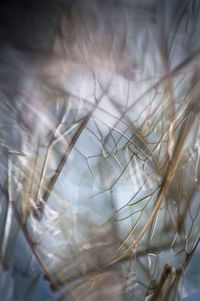 Eidolon #5 by Anne Noble contemporary artwork photography