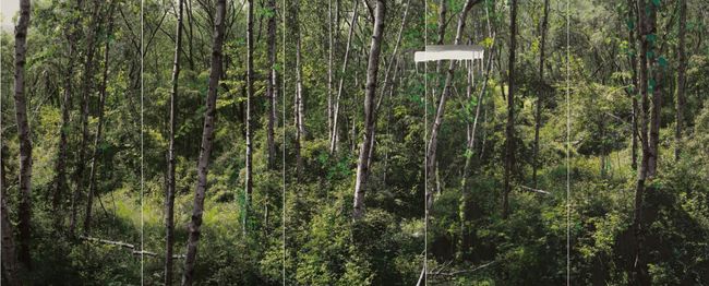 Study of Green-White Birch A by Honggoo Kang contemporary artwork