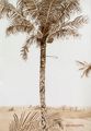 Postcards from Africa: Man climbing palm by Sue Williamson contemporary artwork 2