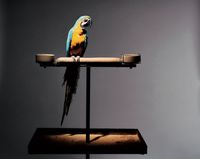 Portrait of the Artist as a Young Parrot by Olivier Richon contemporary artwork photography