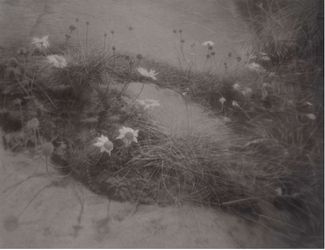 Gunnel Wåhlstrand, Small Flowers Below Puddle (2021). Ink on paper. 96.7 cm x 126 cm, framed 127 cm. Courtesy Andréhn-Schiptjenko.