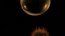 Bubble, Cactus by Steve Carr contemporary artwork 1