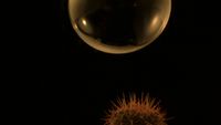 Bubble, Cactus by Steve Carr contemporary artwork moving image