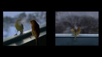 Breathing Bird by David Claerbout contemporary artwork moving image