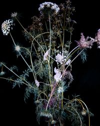 Waxing and Waning, Grass and Carrot Flower by Seongyeon Jo contemporary artwork photography