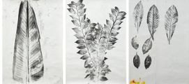 Studies from Maria's Garden: Bird of Paradise; Plum; 
Loquat & Persimmon by Simryn Gill contemporary artwork 1
