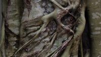 At the edge of the forest by Nicolas Tourte contemporary artwork moving image