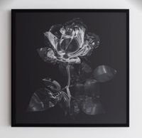 Glass Rose by Hye Rim Lee contemporary artwork photography, print