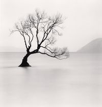 'Wanaka Lake Tree, Study 1', Otago, New Zealand by Michael Kenna contemporary artwork photography, print