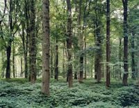 Forest—Location of the Battle of Somme, Delville Wood, France by Tomoko Yoneda contemporary artwork photography