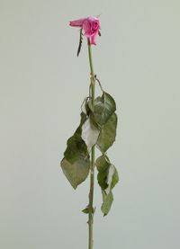 Untitled #10 from the series Rose is a rose is a rose by Heeseung Chung contemporary artwork photography