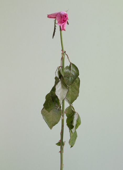 Untitled #10 from the series Rose is a rose is a rose by Heeseung Chung contemporary artwork