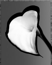 Calla by Gian Paolo Barbieri contemporary artwork photography
