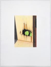 Shoegazer (nasturtium) by Andrew Browne contemporary artwork painting, works on paper, drawing