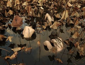 Tamara Dean, Sacred lotus (Nelumbo nucifera) in Autumn (2017). Pure pigment print on  cotton rag paper.  153.5 x 200 cm. Ed. 8 + 2 AP. Courtesy Martin Browne Contemporary.