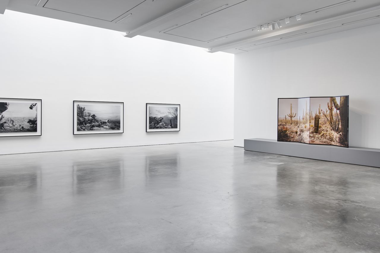 Hiroshi Sugimoto, 'Unnatural Habitat' at Lisson Gallery, 504 West