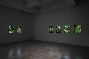 Exhibition view: Park Chan-kyong, Citizen's Forest, Tina Kim Gallery, New York (13 September–13 October 2018). Courtesy Tina Kim Gallery.
