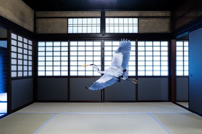 Intoxicated by the Moonlight, Obai-in, Kyoto by Karen Knorr contemporary artwork