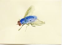 Blue Bottle Fly by Michelle Charles contemporary artwork works on paper