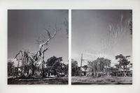 Sin título (Árbol) / Untitled (Tree) by Carlos Garaicoa contemporary artwork photography, mixed media