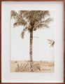 Postcards from Africa: Man climbing palm by Sue Williamson contemporary artwork 1