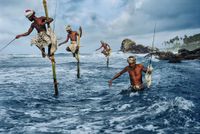 Stilt fishermen, Wellgama, South Coast, Sri Lanka by Steve McCurry contemporary artwork photography