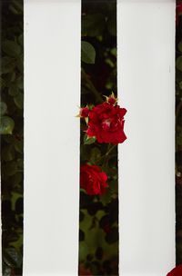 Picket Fence II by Roe Ethridge contemporary artwork print