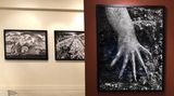 Contemporary art exhibition, Sebastião Salgado, Subtle Images of the Natural World at Sundaram Tagore Gallery, Madison Avenue, New York, USA